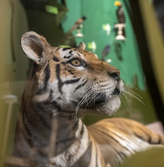 jangala-museum-bordeaux-jungle