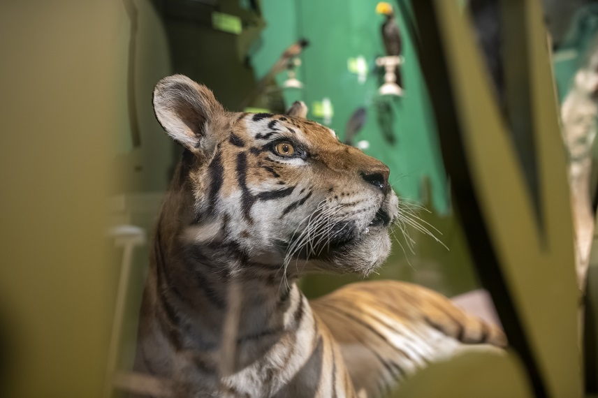 jangala-museum-bordeaux-jungle