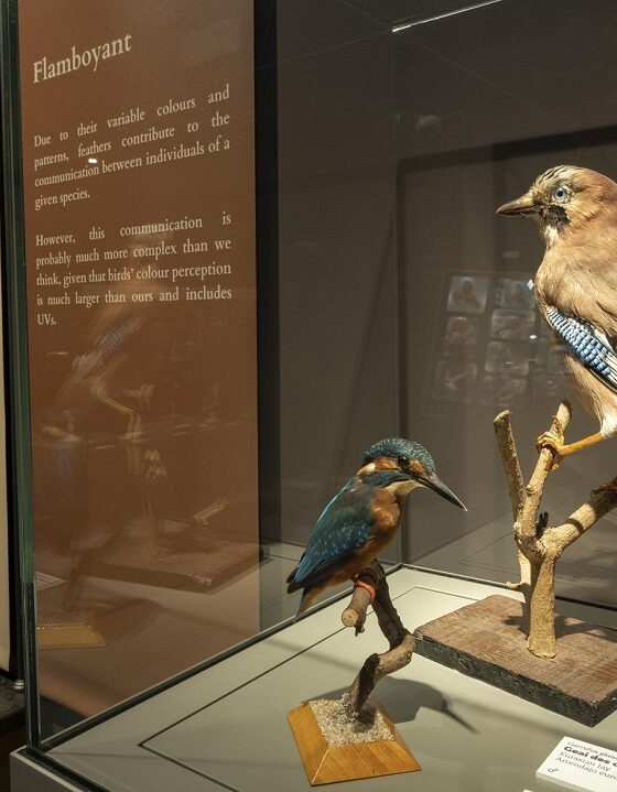 exposition-bordeaux-oiseau-museum-annimaux