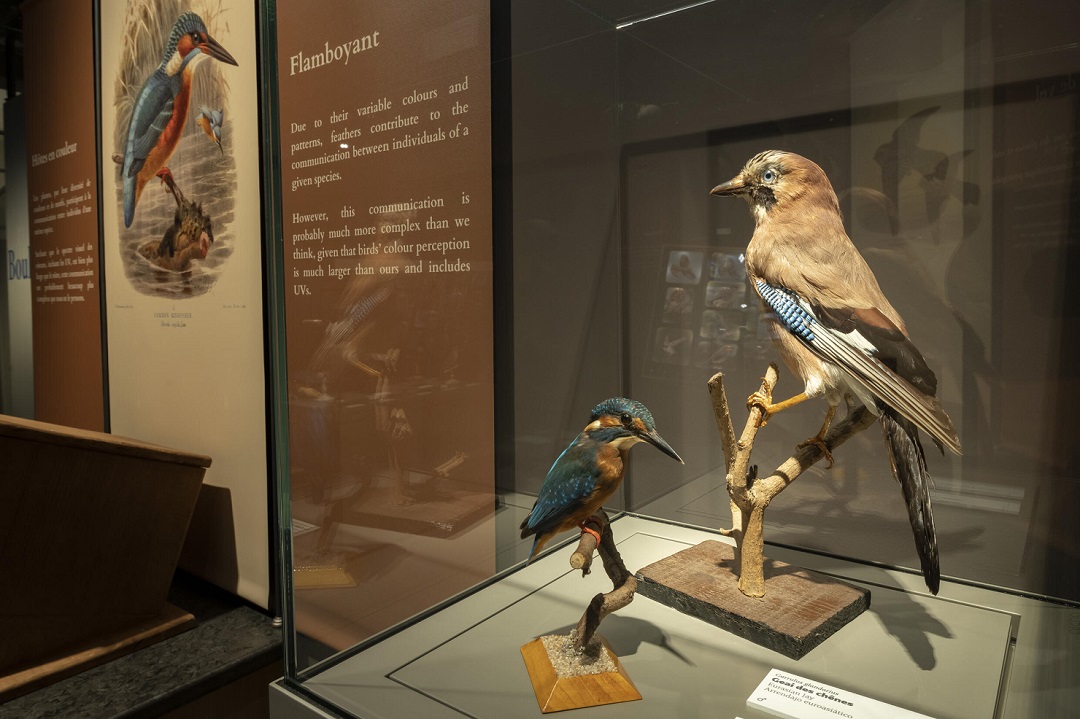 exposition-bordeaux-oiseau-museum-annimaux