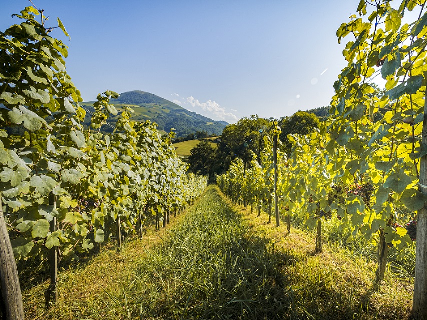 Nos vins rouges AOC Irouleguy • La Cave d'Irouleguy