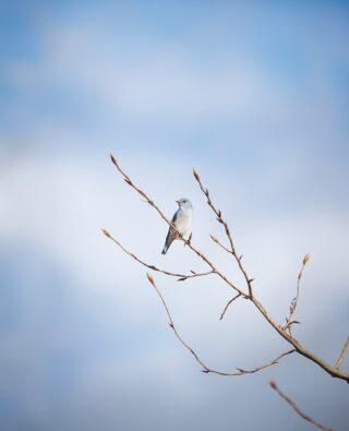Journee-oiseaux-opera-bordeaux-national-evenement-recital