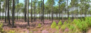landes-Gasgogne-parc-naturel