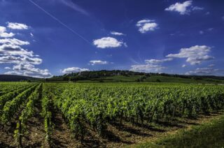 vin-blanc-rouge