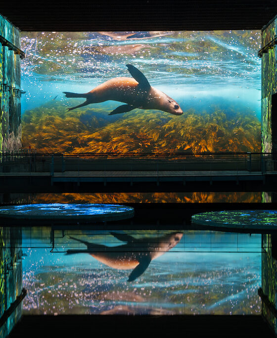 bassins-lumieres-programme-ocean-bordeaux