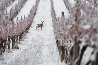 cite-vin-exposition-photo-programme-10-ans