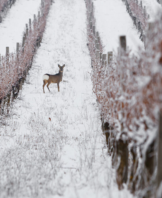 cite-vin-exposition-photo-programme-10-ans