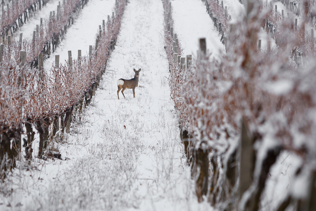 cite-vin-exposition-photo-programme-10-ans
