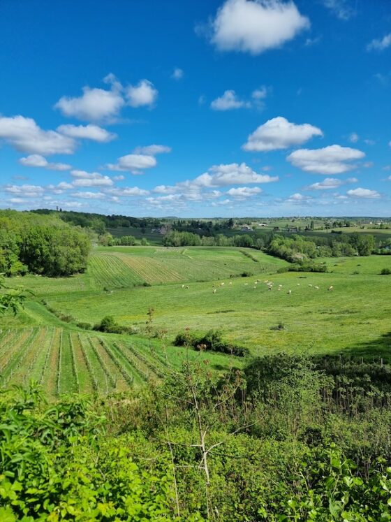 Vignes-Cotes-de-Francs